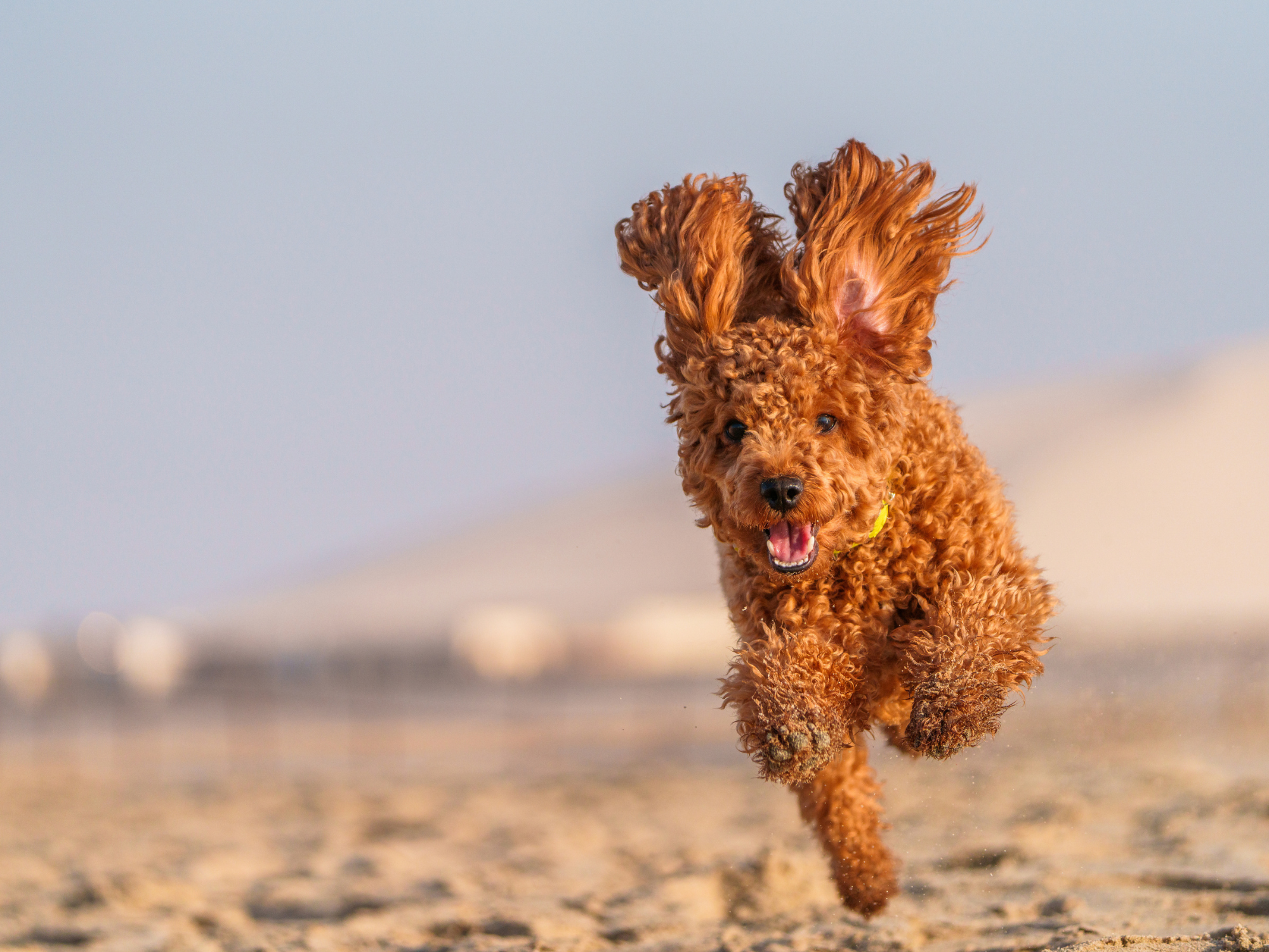 Pluto Beach Bibione: your complete dog beach guide