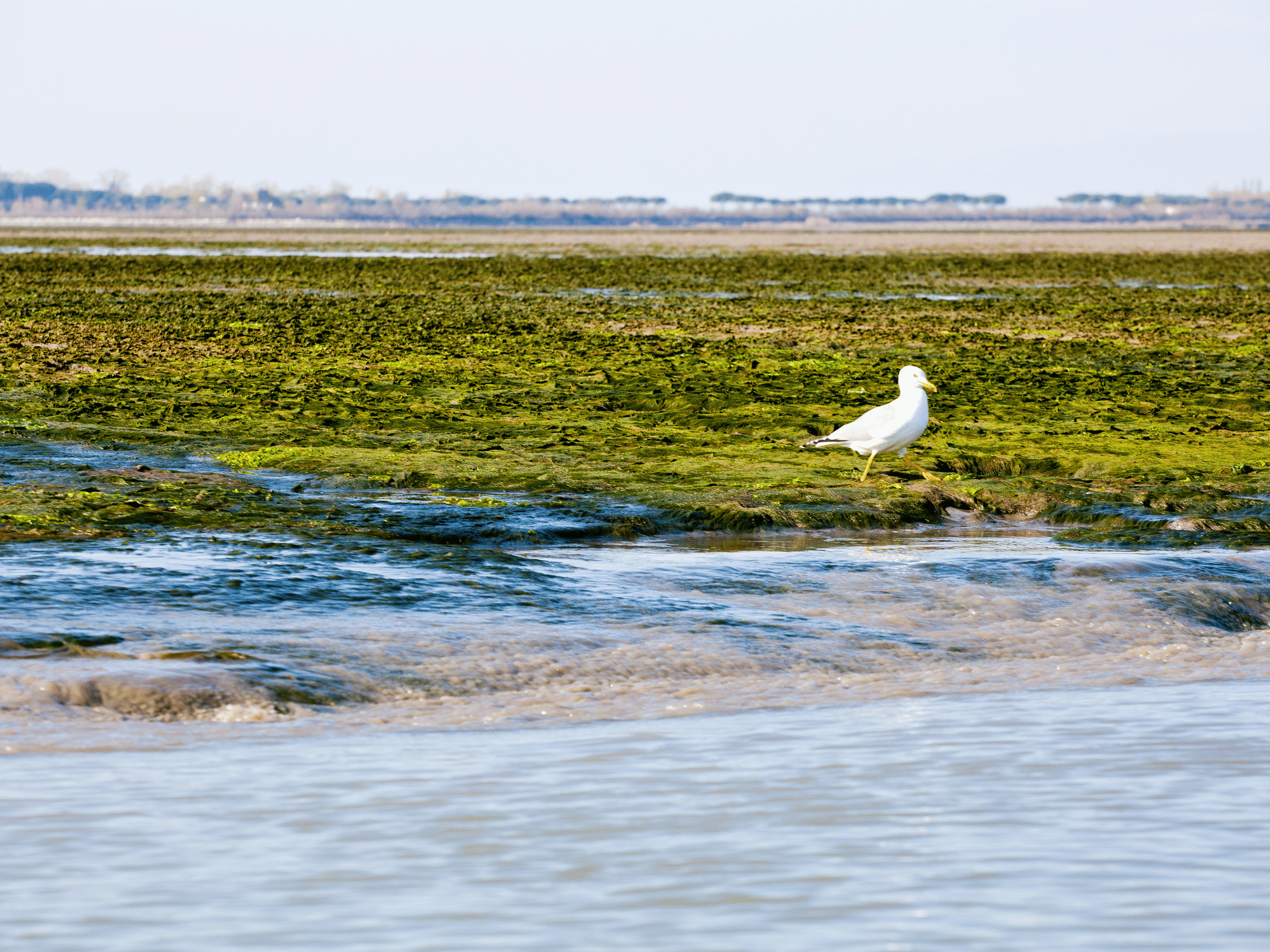 Grado und seine Lagune: Eine magische Reise in die Natur