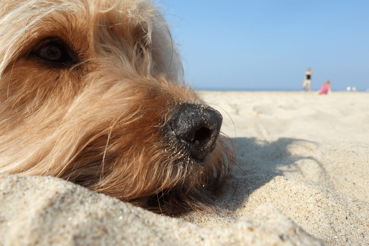 Spiaggia di Pluto: der Hundestrand am Meer in Bibione